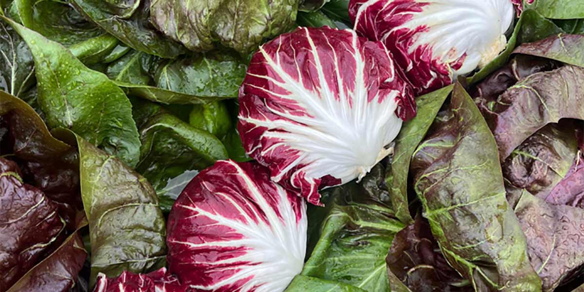 Radicchio veneto, le quotazioni migliorano la “forma”